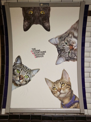 Illustration for article titled Photos of Cute, Judgy Cats Replace Ads in London Tubes